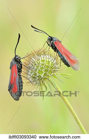 "Transparent Burnets (Zygaena purpuralis), perched on the seed head of a Pincushion Flower (Scabiosa columbaria), Valle Verzasca, Kanton Tessin, Switzerland, Europe" View Large Photo Image Stock Image - "Transparent Burnets (Zygaena purpuralis), perched on the seed head of a Pincushion Flower (Scabiosa columbaria), Valle Verzasca, Kanton Tessin, Switzerland, Europe". Fotosearch