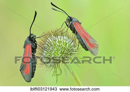 "Transparent Burnets (Zygaena purpuralis), perched on the seed head of a Pincushion Flower (Scabiosa columbaria), Valle Verzasca, Kanton Tessin, Switzerland, Europe" View Large Photo Image Stock Image - "Transparent Burnets (Zygaena purpuralis), perched on the seed head of a Pincushion Flower (Scabiosa columbaria), Valle Verzasca, Kanton Tessin, Switzerland, Europe". Fotosearch