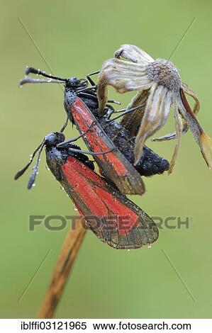 Stock Photography - "Transparent Burnets (Zygaena purpuralis) clinging to a stem, Valle Verzasca, Kanton Tessin, Switzerland, Europe". Fotosearch