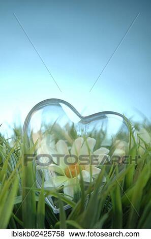 Stock Photo - Transparent heart with a flower lying in a meadow. Fotosearch