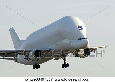 "Transport aircraft Airbus A300-600ST Super Transporter, also known as Beluga, Hamburg, Hamburg, Germany, Europe" View Large Photo Image Stock Photo - "Transport aircraft Airbus A300-600ST Super Transporter, also known as Beluga, Hamburg, Hamburg, Germany, Europe". Fotosearch