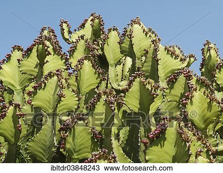 "Transvaal Candelabra Euphorbia (Euphorbia cooperi), Kruger National Park, South Africa, Africa" View Large Photo Image Stock Image - "Transvaal Candelabra Euphorbia (Euphorbia cooperi), Kruger National Park, South Africa, Africa". Fotosearch