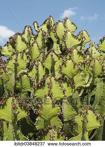 "Transvaal Candelabra Euphorbia (Euphorbia cooperi), Kruger National Park, South Africa, Africa" View Large Photo Image Stock Photo - "Transvaal Candelabra Euphorbia (Euphorbia cooperi), Kruger National Park, South Africa, Africa". Fotosearch