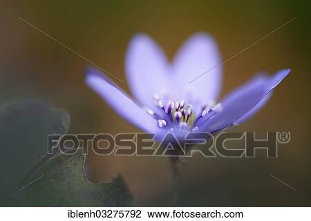 "Transylvanian Hepatica (Hepatica transsylvanica), Haren, Emsland, Lower Saxony, Germany, Europe" View Large Photo Image Stock Image - "Transylvanian Hepatica (Hepatica transsylvanica), Haren, Emsland, Lower Saxony, Germany, Europe". Fotosearch
