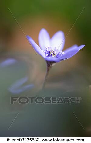 Stock Image - "Transylvanian Hepatica (Hepatica transsylvanica), Haren, Emsland, Lower Saxony, Germany, Europe". Fotosearch