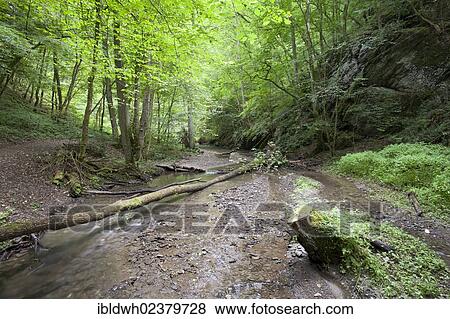 "Traumschleifen, dream loops, hiking trail in Ehrbachklamm Gorge, Ehrenburgtal, Brodenbach, Mayen-Koblenz district, Rhineland-Palatinate, Germany, Europe, PublicGround, Europe" View Large Photo Image Stock Photo - "Traumschleifen, dream loops, hiking trail in Ehrbachklamm Gorge, Ehrenburgtal, Brodenbach, Mayen-Koblenz district, Rhineland-Palatinate, Germany, Europe, PublicGround, Europe". Fotosearch