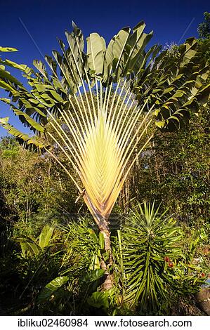 "Traveller's Tree or Traveller's Palm (Ravenala madagascariensis), Guadeloupe, Lesser Antilles, Caribbean, North America" View Large Photo Image Picture - "Traveller's Tree or Traveller's Palm (Ravenala madagascariensis), Guadeloupe, Lesser Antilles, Caribbean, North America". Fotosearch