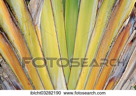 "Traveller's Tree or Traveller's Palm (Ravenala madagascariensis), original occurrence in Madagascar, Florida, United States, North America" View Large Photo Image Stock Image - "Traveller's Tree or Traveller's Palm (Ravenala madagascariensis), original occurrence in Madagascar, Florida, United States, North America". Fotosearch