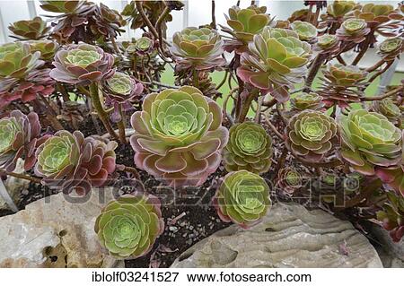 "Tree Aeonium (Aeonium arboreum var holochrysum), Glasgow Botanic Gardens, Glasgow, Scotland, United Kingdom, Europe" View Large Photo Image Stock Photo - "Tree Aeonium (Aeonium arboreum var holochrysum), Glasgow Botanic Gardens, Glasgow, Scotland, United Kingdom, Europe". Fotosearch