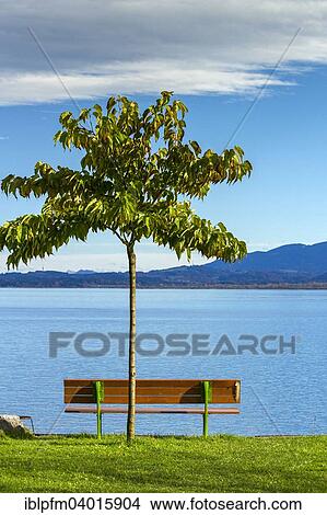 "Tree and bench on the lake, Fraueninsel, Chiemsee, Chiemgau, Upper Bavaria, Deutschland" View Large Photo Image Picture - "Tree and bench on the lake, Fraueninsel, Chiemsee, Chiemgau, Upper Bavaria, Deutschland". Fotosearch