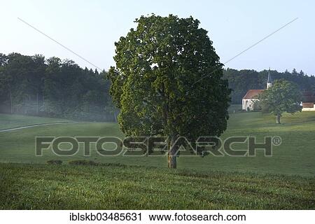 "Tree and chapel in the morning with wafts of mist, Ammerland am Starnberger See, Munsing, Upper Bavaria, Bavaria, Germany, Europe" View Large Photo Image Stock Image - "Tree and chapel in the morning with wafts of mist, Ammerland am Starnberger See, Munsing, Upper Bavaria, Bavaria, Germany, Europe". Fotosearch