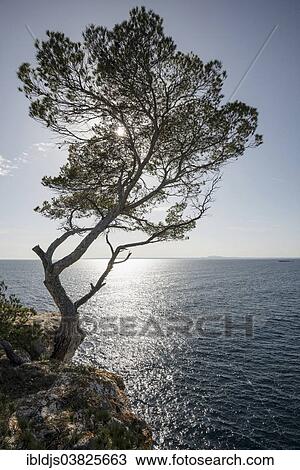 "Tree at Cap de Cala Figuera, Majorca, Balearic Islands, Spain, Europe" View Large Photo Image Stock Image - "Tree at Cap de Cala Figuera, Majorca, Balearic Islands, Spain, Europe". Fotosearch
