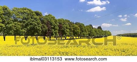 "Tree avenue and rape field in spring, Schwabische Alb, St. Johann - Wurttemberg, Baden-Wurttemberg, Germany, Europe" View Large Photo Image Stock Image - "Tree avenue and rape field in spring, Schwabische Alb, St. Johann - Wurttemberg, Baden-Wurttemberg, Germany, Europe". Fotosearch