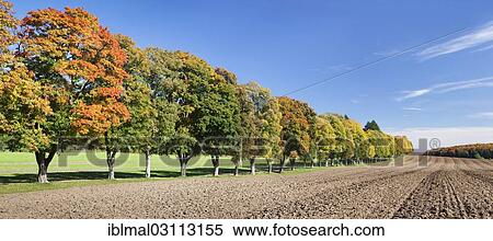 Stock Photography - "Tree avenue in autumn, Schwabische Alb, St. Johann - Wurttemberg, Baden-Wurttemberg, Germany, Europe". Fotosearch