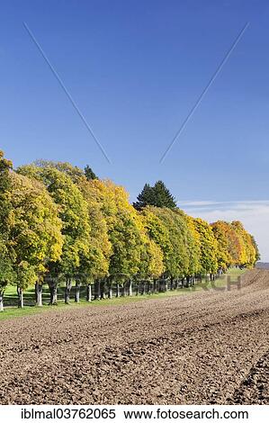 "Tree avenue in autumn, Schwabische Alb, Baden-Wurttemberg, Germany, Europe" View Large Photo Image Stock Photography - "Tree avenue in autumn, Schwabische Alb, Baden-Wurttemberg, Germany, Europe". Fotosearch