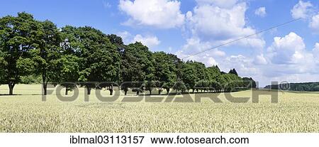"Tree avenue in summer, Schwabische Alb, St. Johann - Wurttemberg, Baden-Wurttemberg, Germany, Europe" View Large Photo Image Stock Photo - "Tree avenue in summer, Schwabische Alb, St. Johann - Wurttemberg, Baden-Wurttemberg, Germany, Europe". Fotosearch