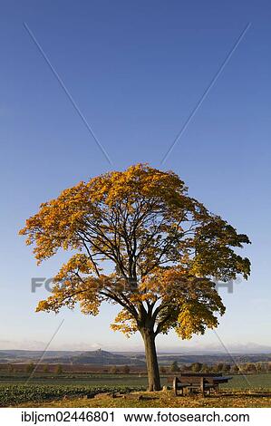 Stock Image - "Tree, benches and a cross, in autumn, Veste Wachsenburg fortress at back, Wandersleben, Thuringia, Germany, Europe". Fotosearch
