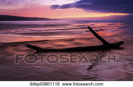 Stock Photograph - "Tree branch lying on the beach at sunrise, South Australia, Australia, Oceania". Fotosearch