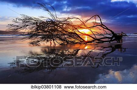 "Tree branches lying on the beach at sunrise, South Australia, Australia, Oceania" View Large Photo Image Stock Photo - "Tree branches lying on the beach at sunrise, South Australia, Australia, Oceania". Fotosearch