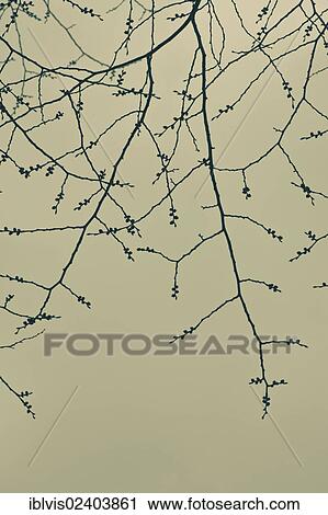 Tree branches with buds View Large Photo Image Stock Image - Tree branches with buds. Fotosearch