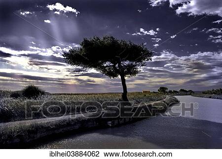 "Tree by the river, Canal du Midi, France, Europe" View Large Photo Image Stock Image - "Tree by the river, Canal du Midi, France, Europe". Fotosearch