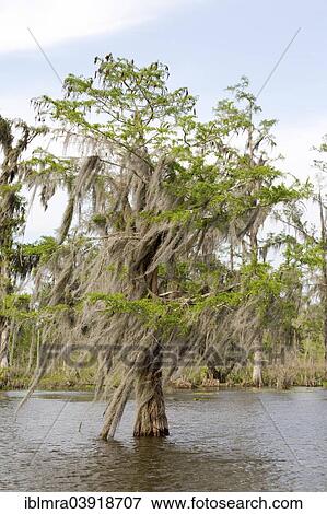"Tree covered in Spanish Moss (Tillandsia usneoides), tree in the water, marshland, Louisiana, United States, North America" View Large Photo Image Stock Photo - "Tree covered in Spanish Moss (Tillandsia usneoides), tree in the water, marshland, Louisiana, United States, North America". Fotosearch