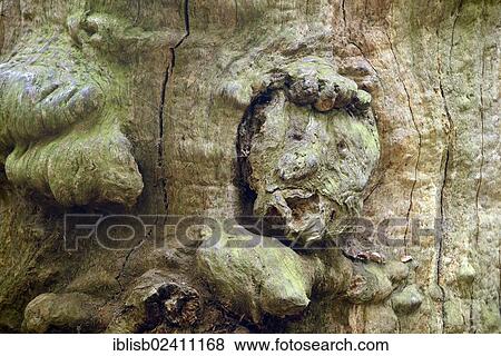 "Tree face on a 800 year old Beech (Fagus), nature reserve of the ancient forest of Sababurg, Hesse, Germany, Europe" View Large Photo Image Stock Photo - "Tree face on a 800 year old Beech (Fagus), nature reserve of the ancient forest of Sababurg, Hesse, Germany, Europe". Fotosearch