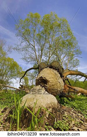 "Tree felled by the Elbe Beaver (Castor fiber albicus), floodplain landscape, Middle Elbe Biosphere Reserve, Saxony-Anhalt, Germany, Europe" View Large Photo Image Stock Photo - "Tree felled by the Elbe Beaver (Castor fiber albicus), floodplain landscape, Middle Elbe Biosphere Reserve, Saxony-Anhalt, Germany, Europe". Fotosearch