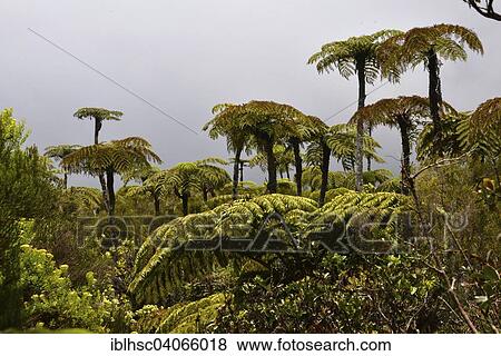 Stock Photo - "Tree ferns (Cyatheales), fern forest, Foret de Fougeres, fog, Reunion National Park, Reunion, Africa". Fotosearch