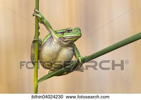 "Tree frog (Hyla arborea), autumn, Middle Elbe Biosphere Reserve, Saxony-Anhalt, Germany, Europe" View Large Photo Image Stock Image - "Tree frog (Hyla arborea), autumn, Middle Elbe Biosphere Reserve, Saxony-Anhalt, Germany, Europe". Fotosearch