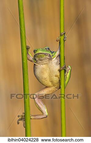 "Tree frog (Hyla arborea), autumn, Middle Elbe Biosphere Reserve, Saxony-Anhalt, Germany, Europe" View Large Photo Image Stock Photo - "Tree frog (Hyla arborea), autumn, Middle Elbe Biosphere Reserve, Saxony-Anhalt, Germany, Europe". Fotosearch