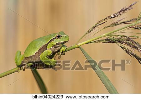 "Tree frog (Hyla arborea), autumn, Middle Elbe Biosphere Reserve, Saxony-Anhalt, Germany, Europe" View Large Photo Image Stock Photo - "Tree frog (Hyla arborea), autumn, Middle Elbe Biosphere Reserve, Saxony-Anhalt, Germany, Europe". Fotosearch