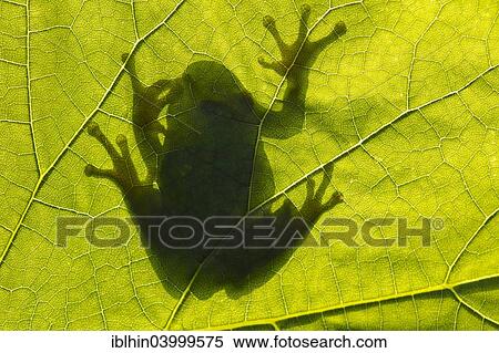Stock Photography - "Tree Frog (Hyla arborea), backlit, Middle Elbe, Saxony-Anhalt, Germany, Europe". Fotosearch