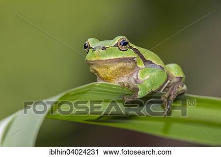 "Tree frog (Hyla arborea), male, spring, Middle Elbe Biosphere Reserve, Saxony-Anhalt, Germany, Europe" View Large Photo Image Stock Image - "Tree frog (Hyla arborea), male, spring, Middle Elbe Biosphere Reserve, Saxony-Anhalt, Germany, Europe". Fotosearch