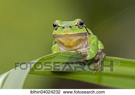 Stock Image - "Tree frog (Hyla arborea), male, spring, Middle Elbe Biosphere Reserve, Saxony-Anhalt, Germany, Europe". Fotosearch