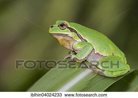 "Tree frog (Hyla arborea), male, spring, Middle Elbe Biosphere Reserve, Saxony-Anhalt, Germany, Europe" View Large Photo Image Stock Image - "Tree frog (Hyla arborea), male, spring, Middle Elbe Biosphere Reserve, Saxony-Anhalt, Germany, Europe". Fotosearch