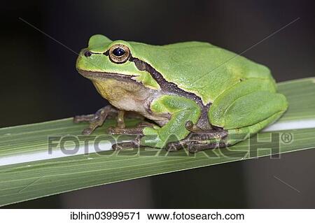 "Tree Frog (Hyla arborea), Middle Elbe, Saxony-Anhalt, Germany, Europe" View Large Photo Image Stock Image - "Tree Frog (Hyla arborea), Middle Elbe, Saxony-Anhalt, Germany, Europe". Fotosearch