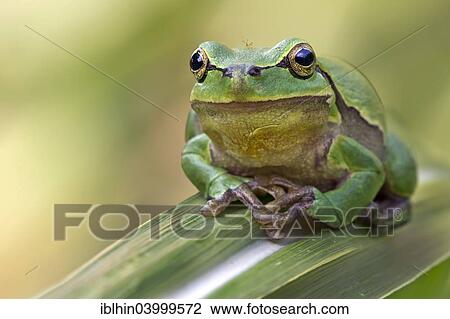 "Tree Frog (Hyla arborea), Middle Elbe, Saxony-Anhalt, Germany, Europe" View Large Photo Image Stock Image - "Tree Frog (Hyla arborea), Middle Elbe, Saxony-Anhalt, Germany, Europe". Fotosearch