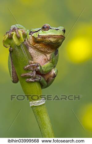 "Tree Frog (Hyla arborea), Middle Elbe, Saxony-Anhalt, Germany, Europe" View Large Photo Image Stock Photo - "Tree Frog (Hyla arborea), Middle Elbe, Saxony-Anhalt, Germany, Europe". Fotosearch