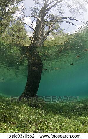 "Tree growing in Gruener See or Green Lake, Tragoess, Styria, Austria, Europe" View Large Photo Image Stock Image - "Tree growing in Gruener See or Green Lake, Tragoess, Styria, Austria, Europe". Fotosearch
