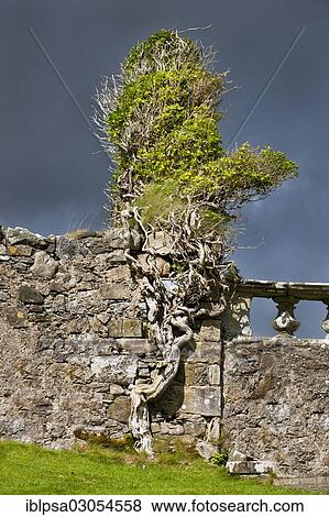 "Tree grown into a cemetery wall, Isle of Skye, Scotland, United Kingdom, Europe" View Large Photo Image Stock Photo - "Tree grown into a cemetery wall, Isle of Skye, Scotland, United Kingdom, Europe". Fotosearch