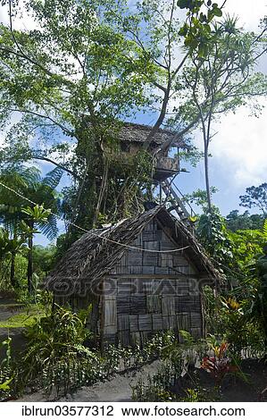 "Tree house in a Banyan tree, Tanna, Vanuatu, Oceania" View Large Photo Image Stock Image - "Tree house in a Banyan tree, Tanna, Vanuatu, Oceania". Fotosearch