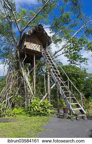 Stock Image - "Tree house in a Banyan tree, Tanna, Vanuatu, Vanuatu, Oceania". Fotosearch