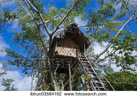 "Tree house in a Banyan tree, Tanna, Vanuatu, Oceania" View Large Photo Image Stock Image - "Tree house in a Banyan tree, Tanna, Vanuatu, Oceania". Fotosearch