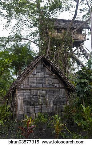 "Tree house in a Banyan tree, Tanna, Vanuatu, Oceania" View Large Photo Image Stock Photography - "Tree house in a Banyan tree, Tanna, Vanuatu, Oceania". Fotosearch