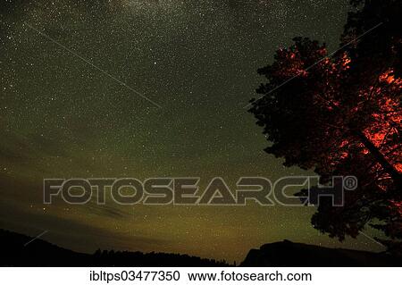 "Tree, illuminated by a campfire, starry sky, Algonquin Provincial Park, Ontario Province, Canada, North America" View Large Photo Image Stock Image - "Tree, illuminated by a campfire, starry sky, Algonquin Provincial Park, Ontario Province, Canada, North America". Fotosearch
