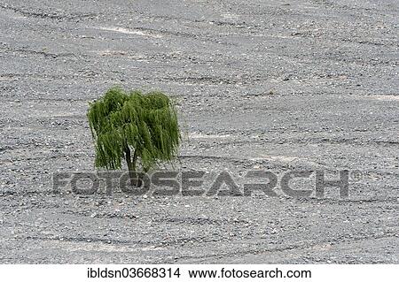 "Tree in a dry river bed, Salta, Argentina, South America" View Large Photo Image Picture - "Tree in a dry river bed, Salta, Argentina, South America". Fotosearch