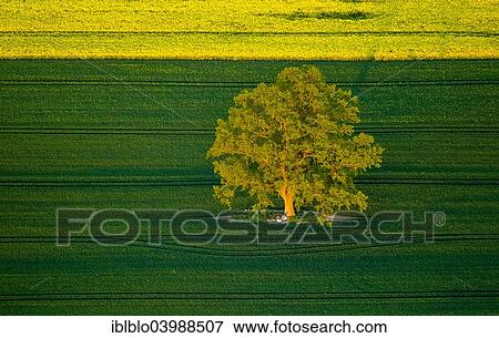 "Tree in a green field, Robel Muritz, Mecklenburg-Western Pomerania, Germany, Europe" View Large Photo Image Stock Photo - "Tree in a green field, Robel Muritz, Mecklenburg-Western Pomerania, Germany, Europe". Fotosearch