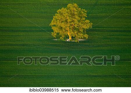 Stock Photography - "Tree in a green field, Robel Muritz, Mecklenburg-Western Pomerania, Germany, Europe". Fotosearch