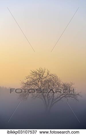 "Tree in a meadow in the morning fog, Stiege, Oberharz am Brocken, Saxony-Anhalt, Germany, Europe" View Large Photo Image Stock Photo - "Tree in a meadow in the morning fog, Stiege, Oberharz am Brocken, Saxony-Anhalt, Germany, Europe". Fotosearch